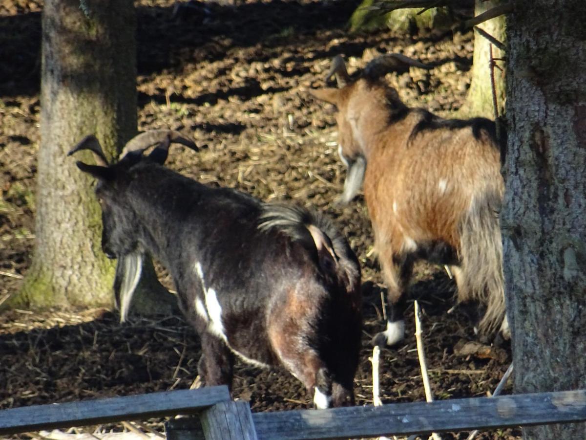 Cu-Ferienwohnungen - Nur Fuer Urlaubsgaeste Grafenwiesen Exterior foto